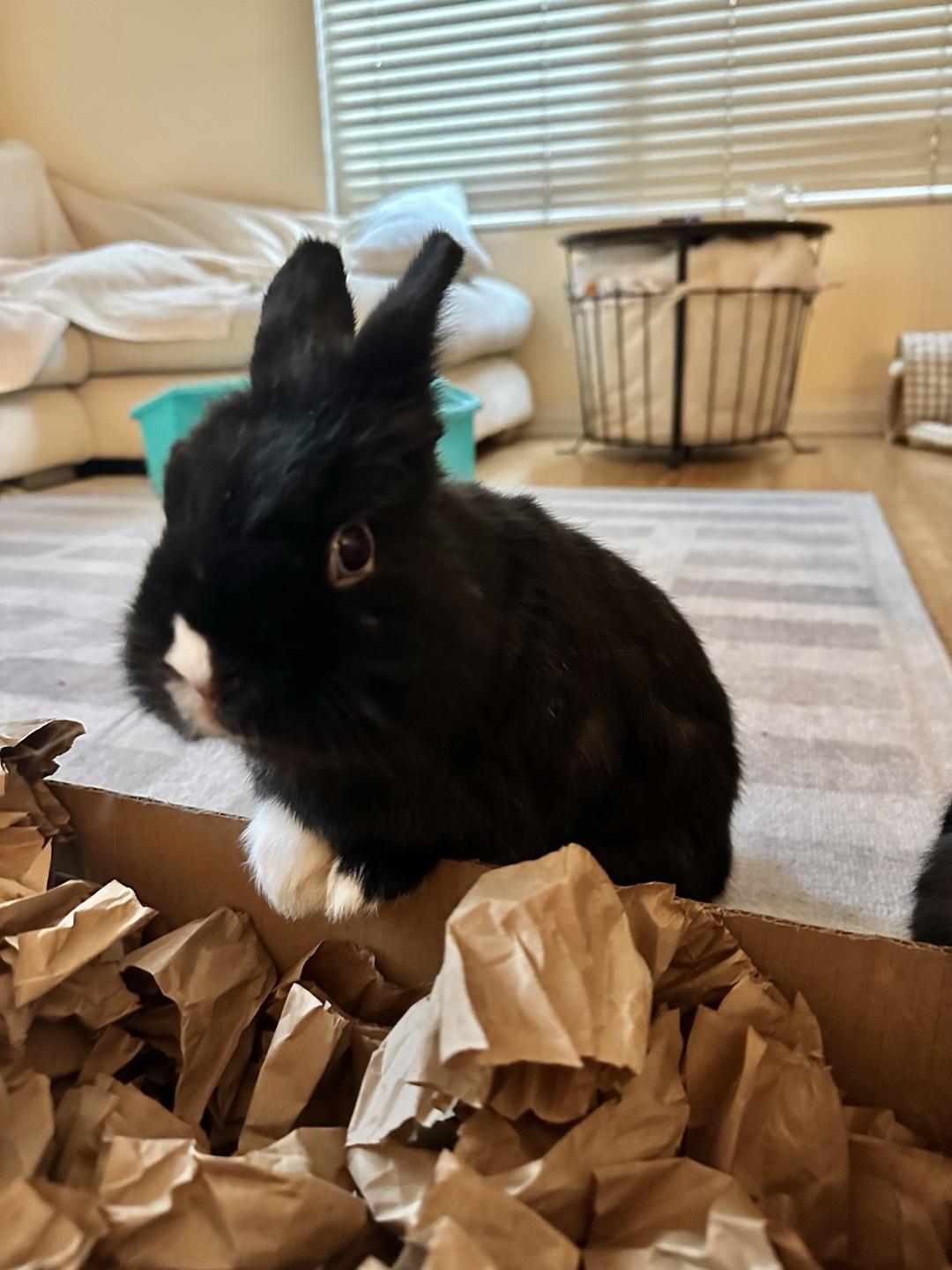 Smally, Adult Male Netherland Dwarf