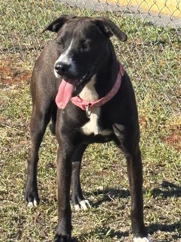 Enlarge DAISY, a Adoptable Pit Bull Terrier in Panama City, FL image 1/1