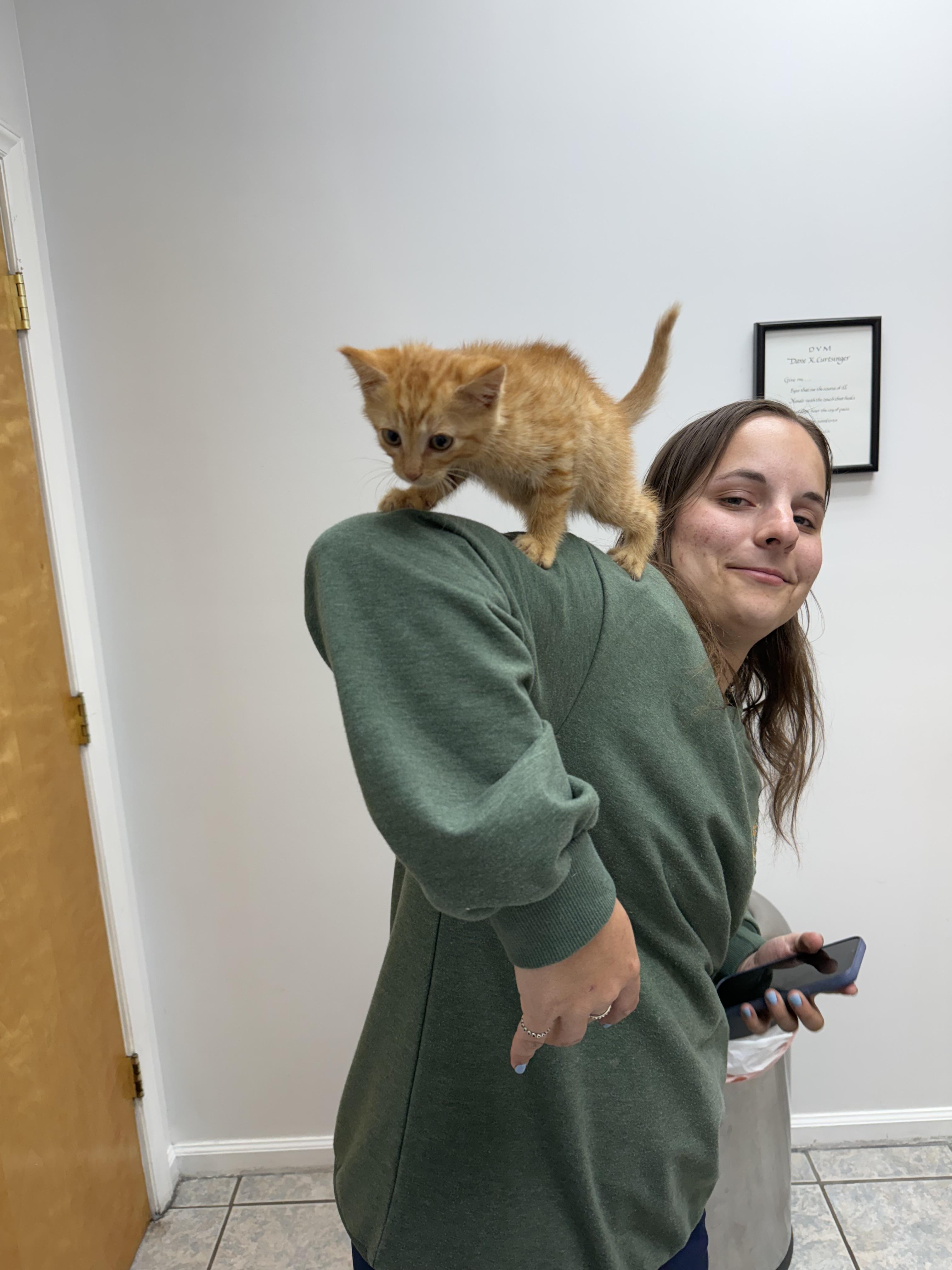 Enlarge Oliver, an adopted American Shorthair in Marvin, NC image 1/3