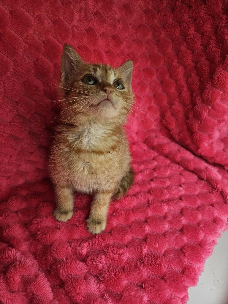 Enlarge Oliver, an adopted American Shorthair in Marvin, NC image 2/3