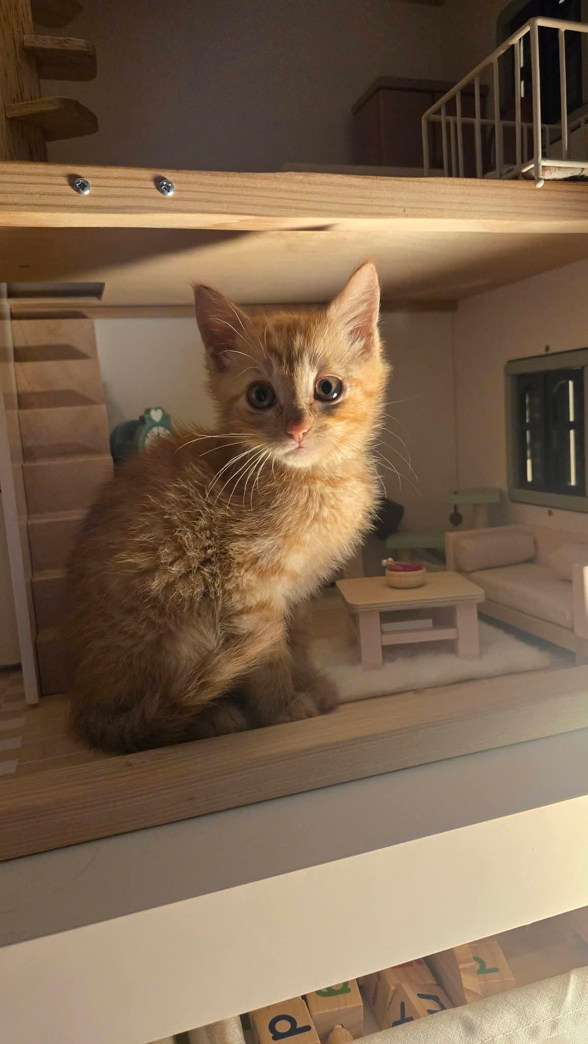 Enlarge Oliver, an adopted American Shorthair in Marvin, NC image 3/3