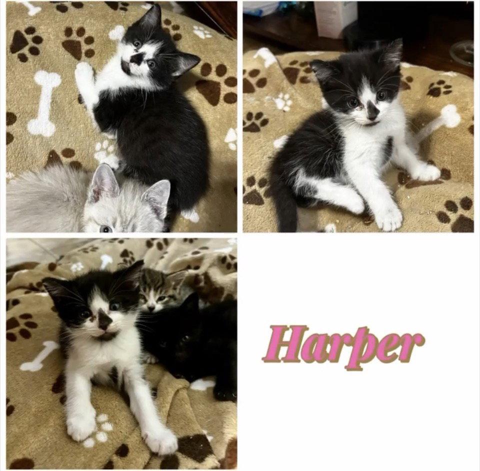 Harper (th), Adopted, Kitten Female Domestic Short Hair.