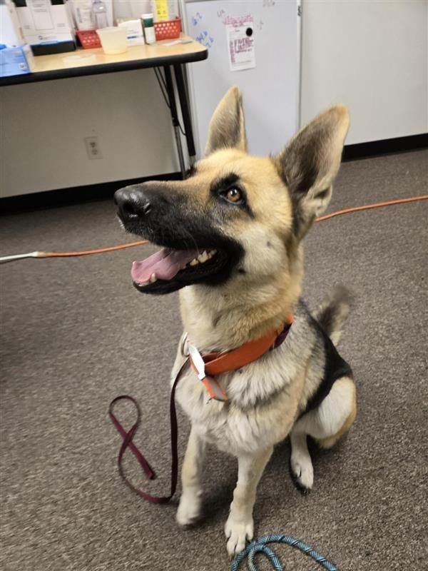 Enlarge Raven, a Adoptable German Shepherd Dog in Red Oak, TX image 1/1