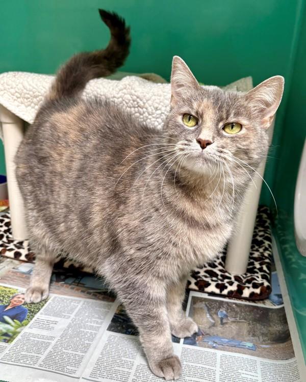 Enlarge June, a Adoptable Domestic Short Hair in Novato, CA image 1/2