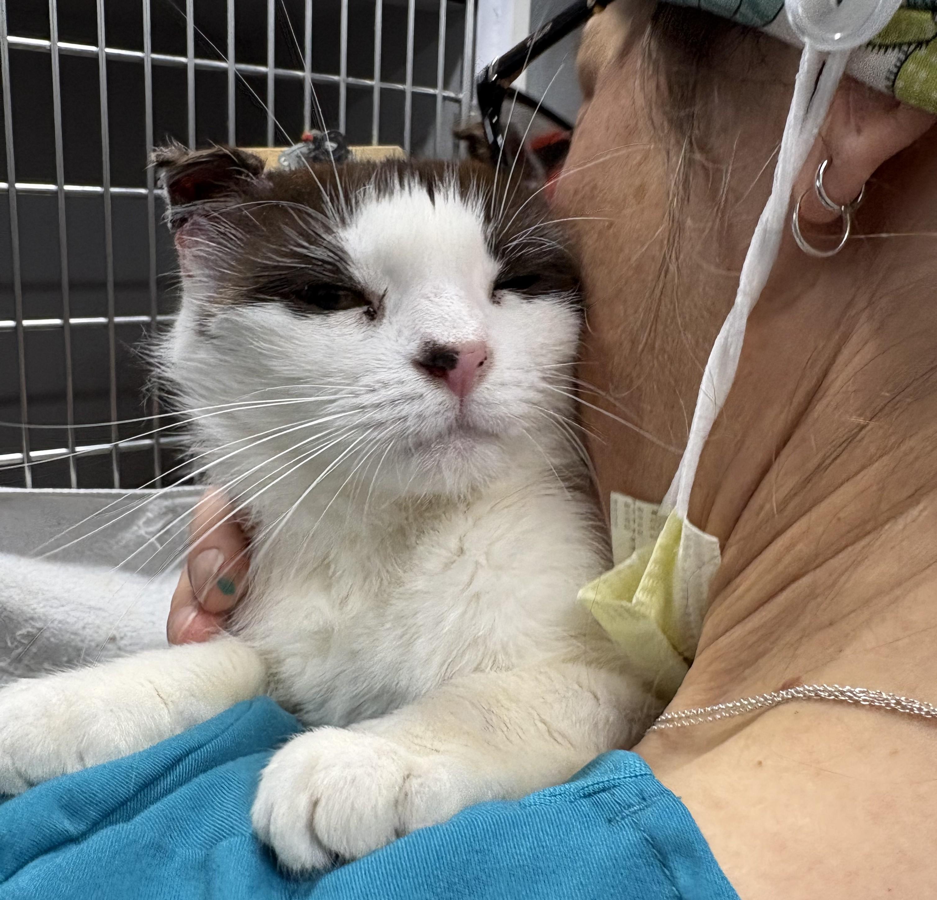 Enlarge Anna, an adopted Domestic Short Hair in Columbus, OH image 3/6