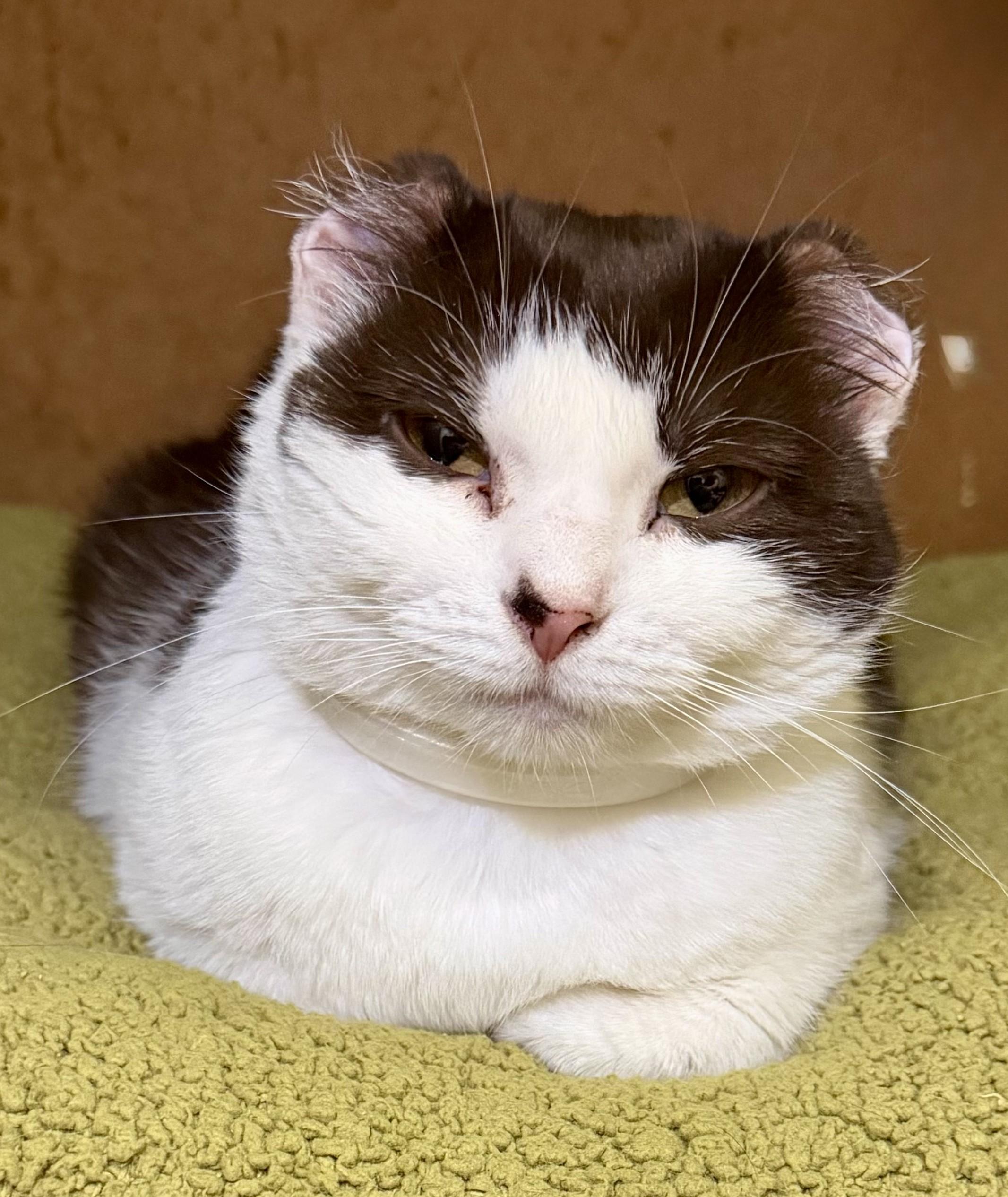 Anna, adopted, Adult Female Domestic Short Hair.