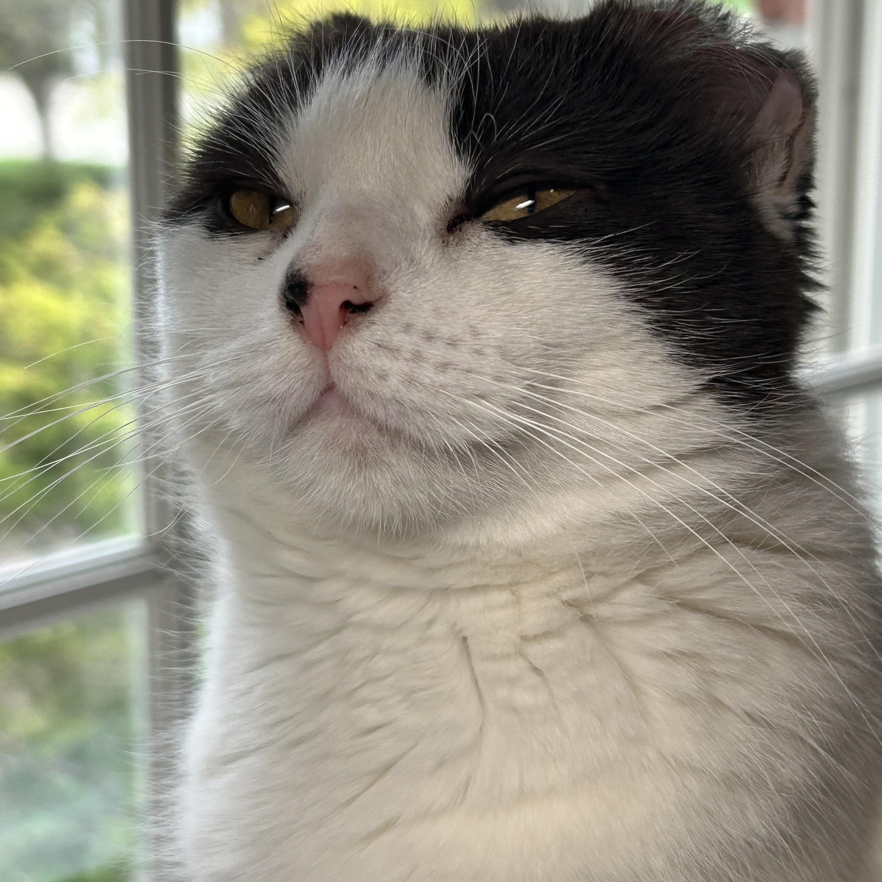 Enlarge Anna, an adopted Domestic Short Hair in Columbus, OH image 4/6