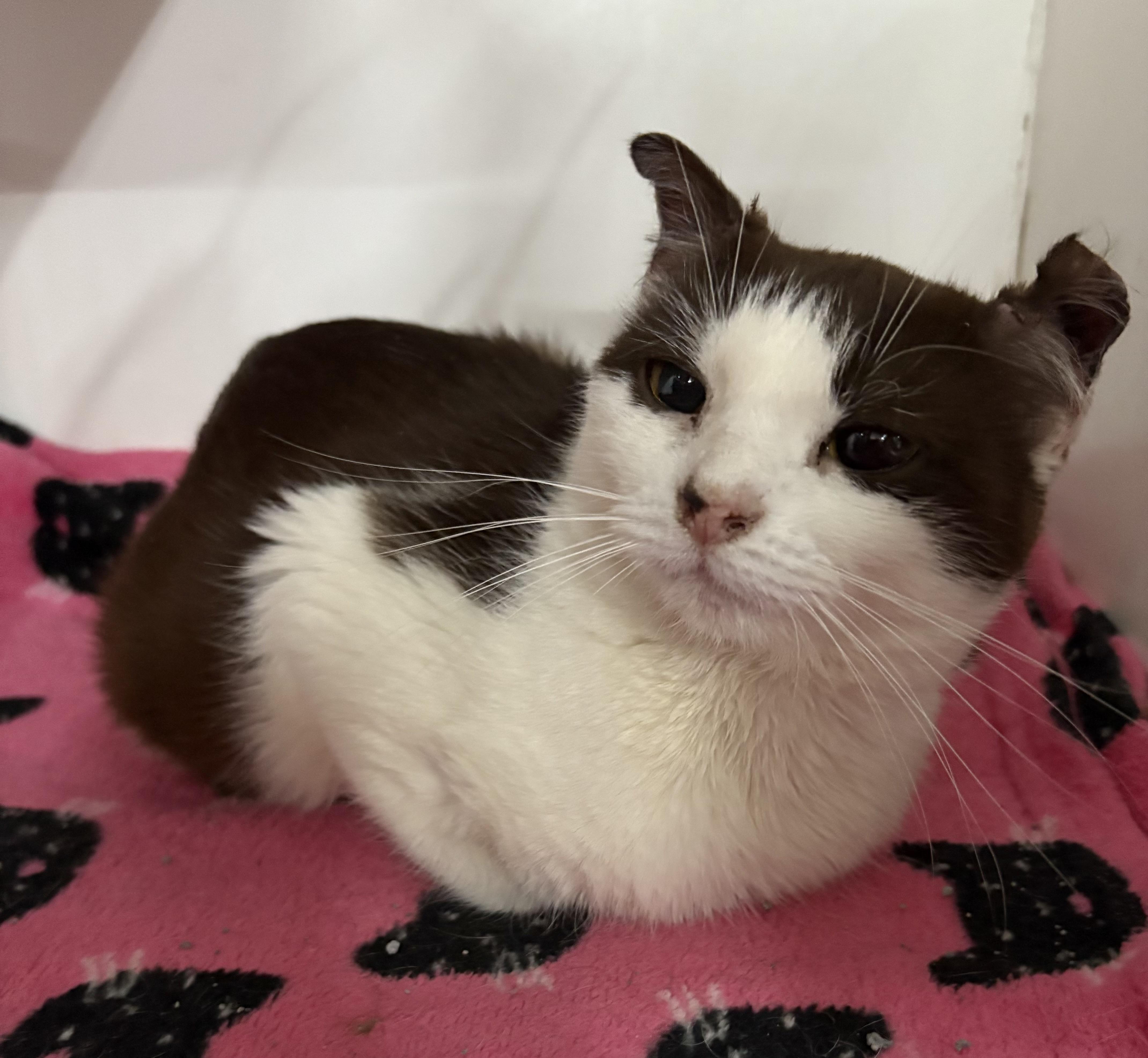 Enlarge Anna, an adopted Domestic Short Hair in Columbus, OH image 2/6