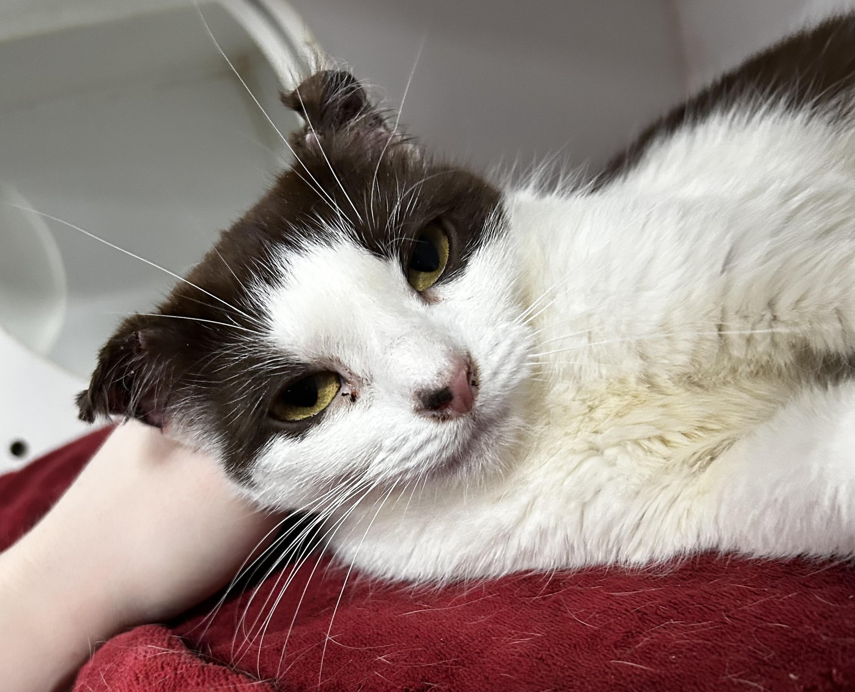 Enlarge Anna, an adopted Domestic Short Hair in Columbus, OH image 5/6