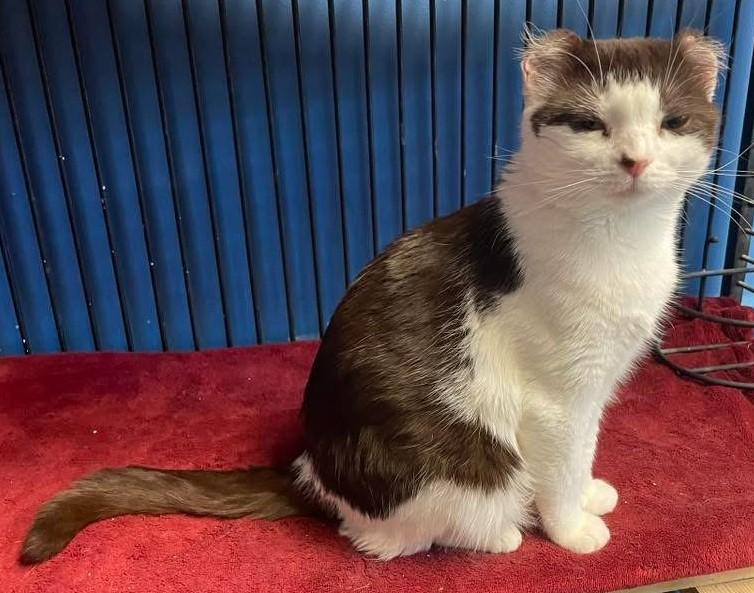 Enlarge Anna, an adopted Domestic Short Hair in Columbus, OH image 6/6