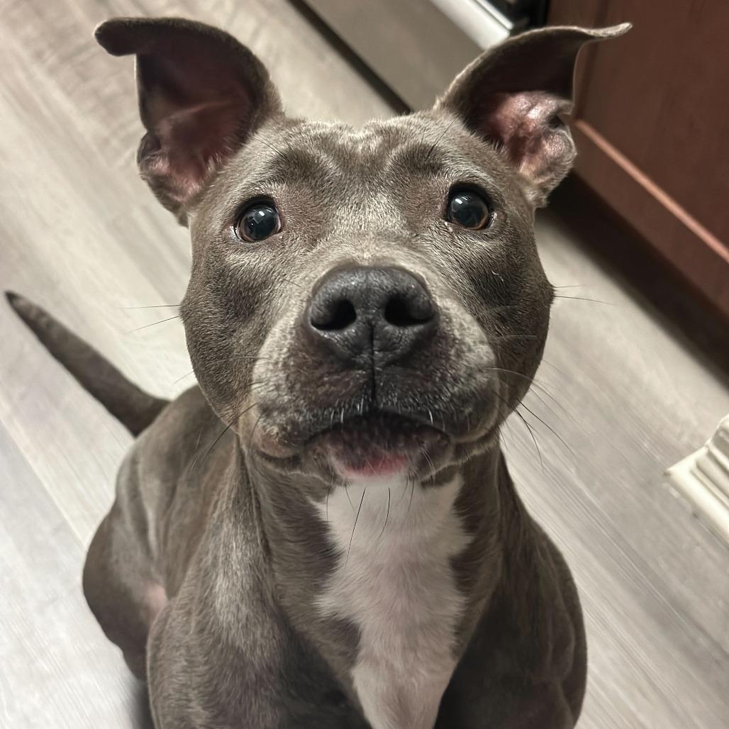 Mia, a Adoptable mixed breed in Turlock, CA image 1/6