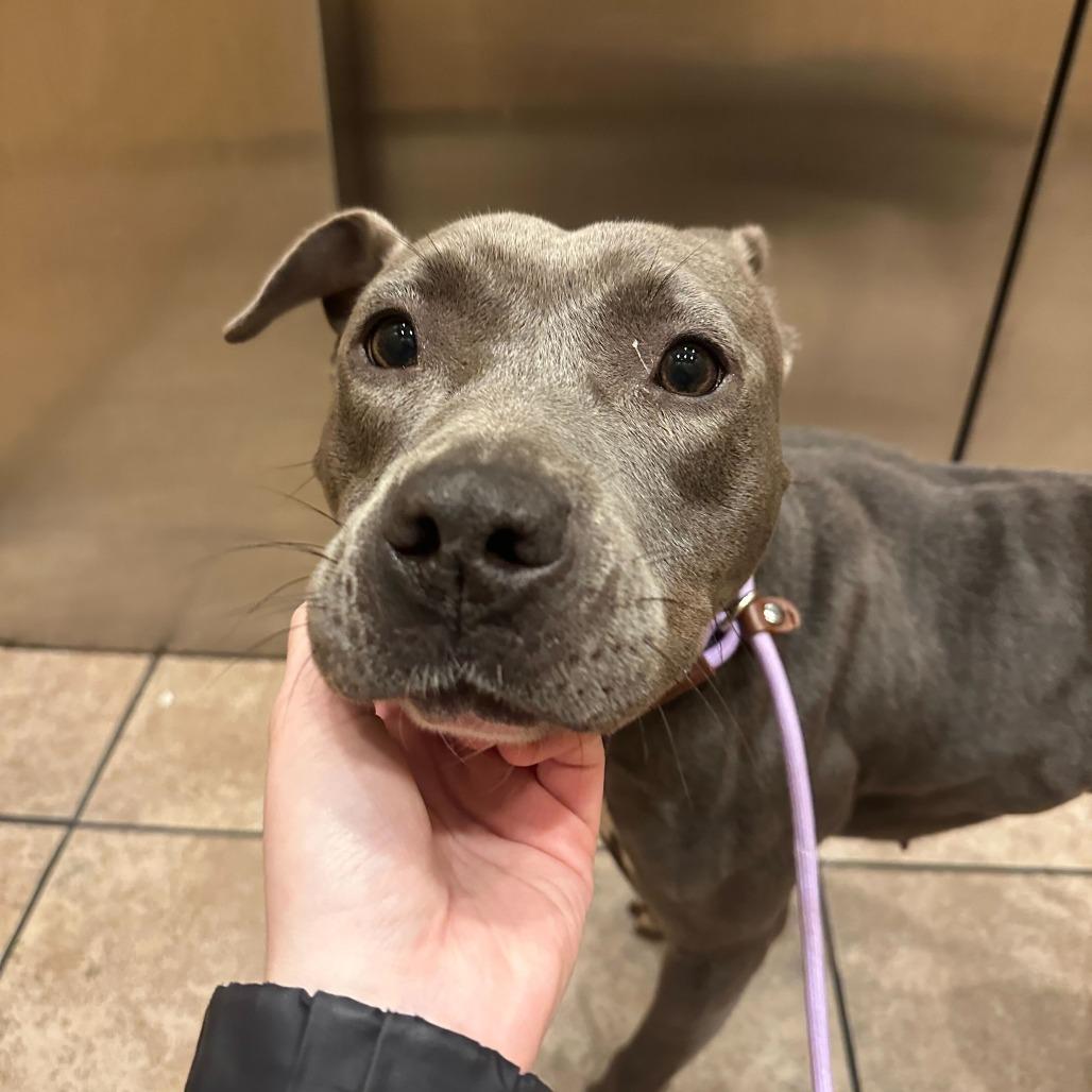 Mia, a Adoptable mixed breed in Turlock, CA image 2/6