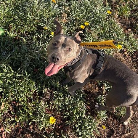 Enlarge Mia, a Adoptable mixed breed in Turlock, CA image 3/6