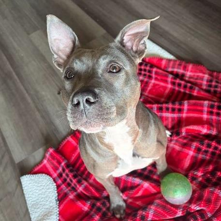 Mia, a Adoptable mixed breed in Turlock, CA image 3/6