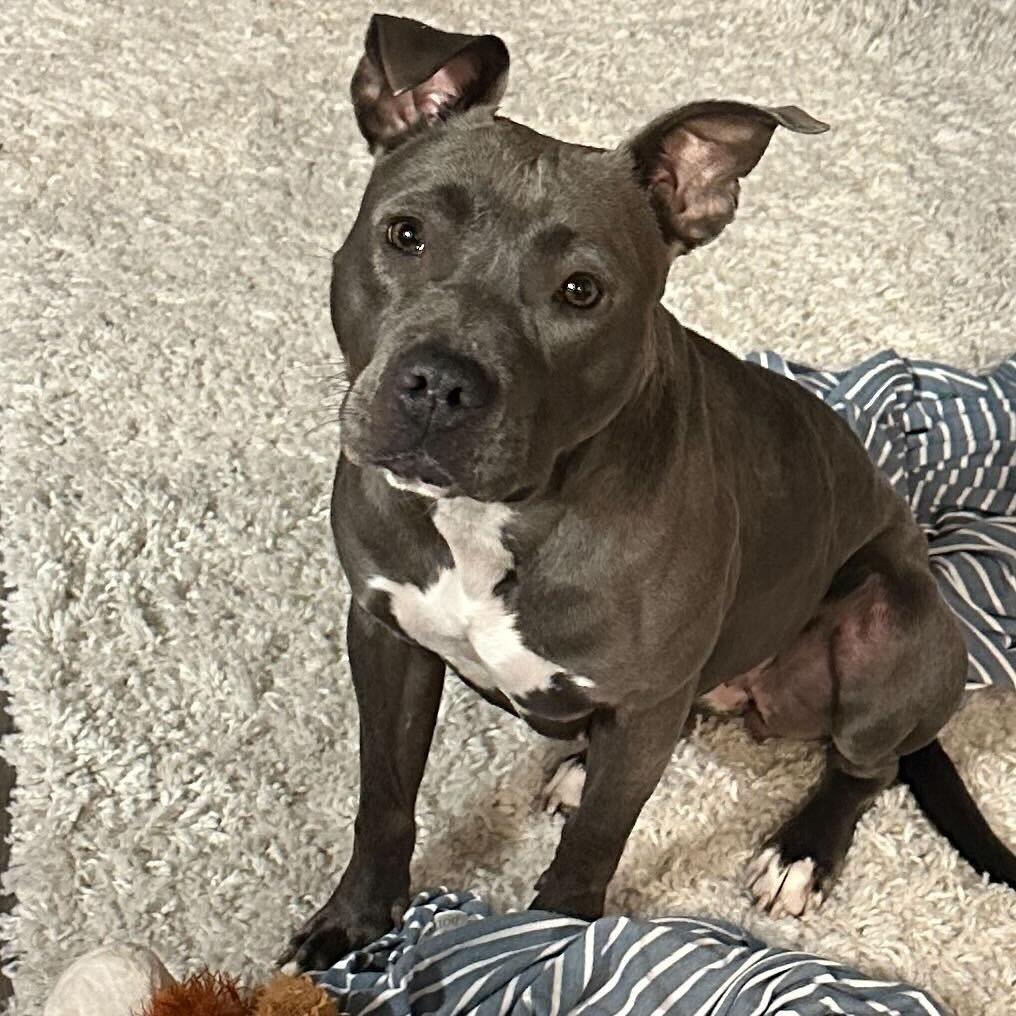 Mia, a Adoptable mixed breed in Turlock, CA image 3/6