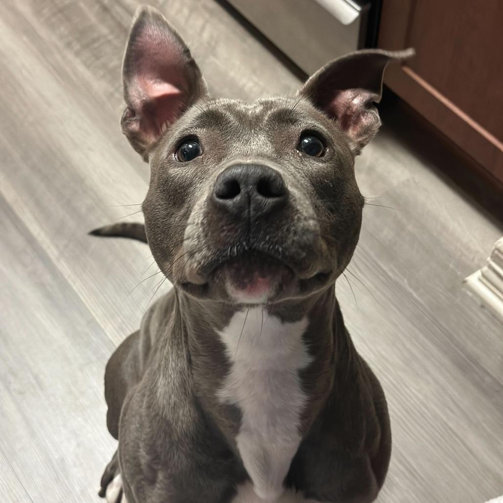 Mia, a Adoptable mixed breed in Turlock, CA image 4/6