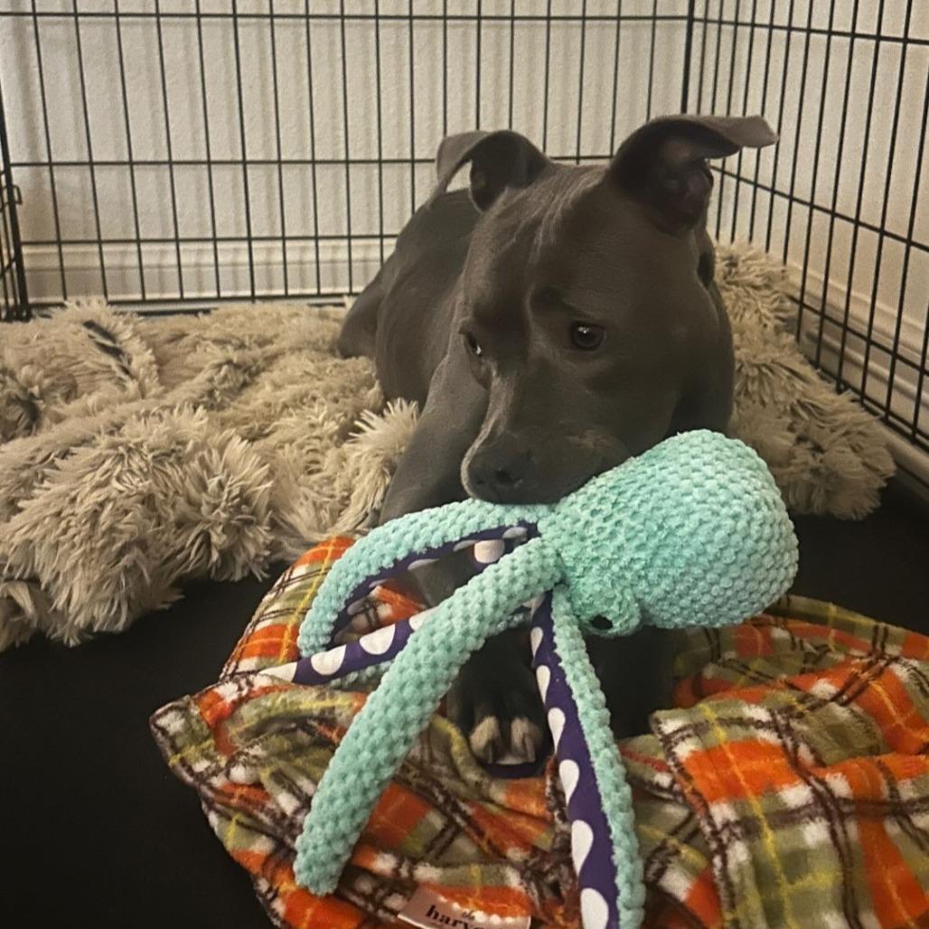 Mia, a Adoptable mixed breed in Turlock, CA image 5/6