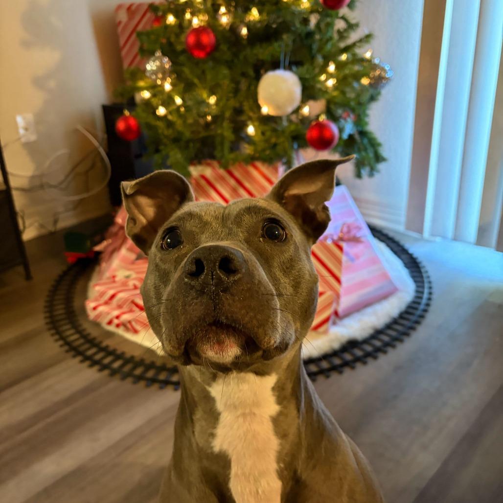 Mia, a Adoptable mixed breed in Turlock, CA image 6/6