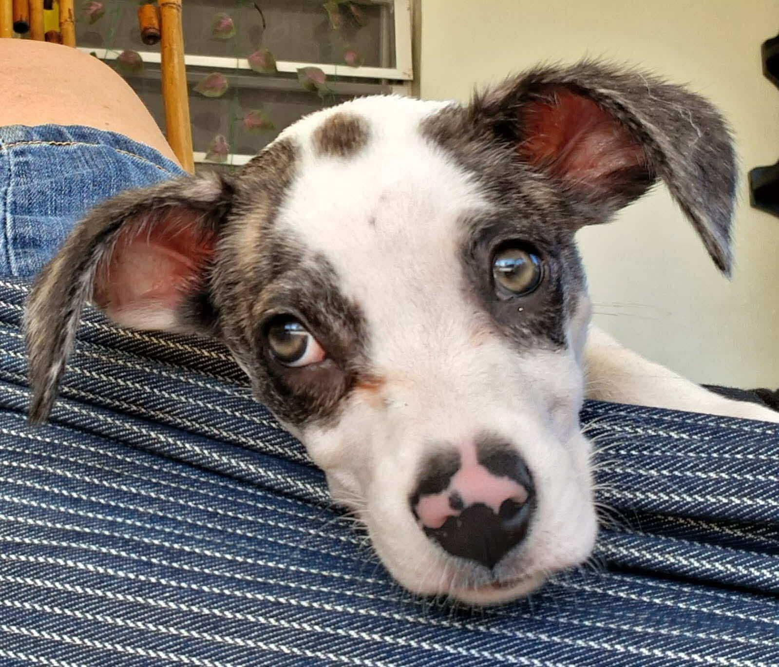 Bandit