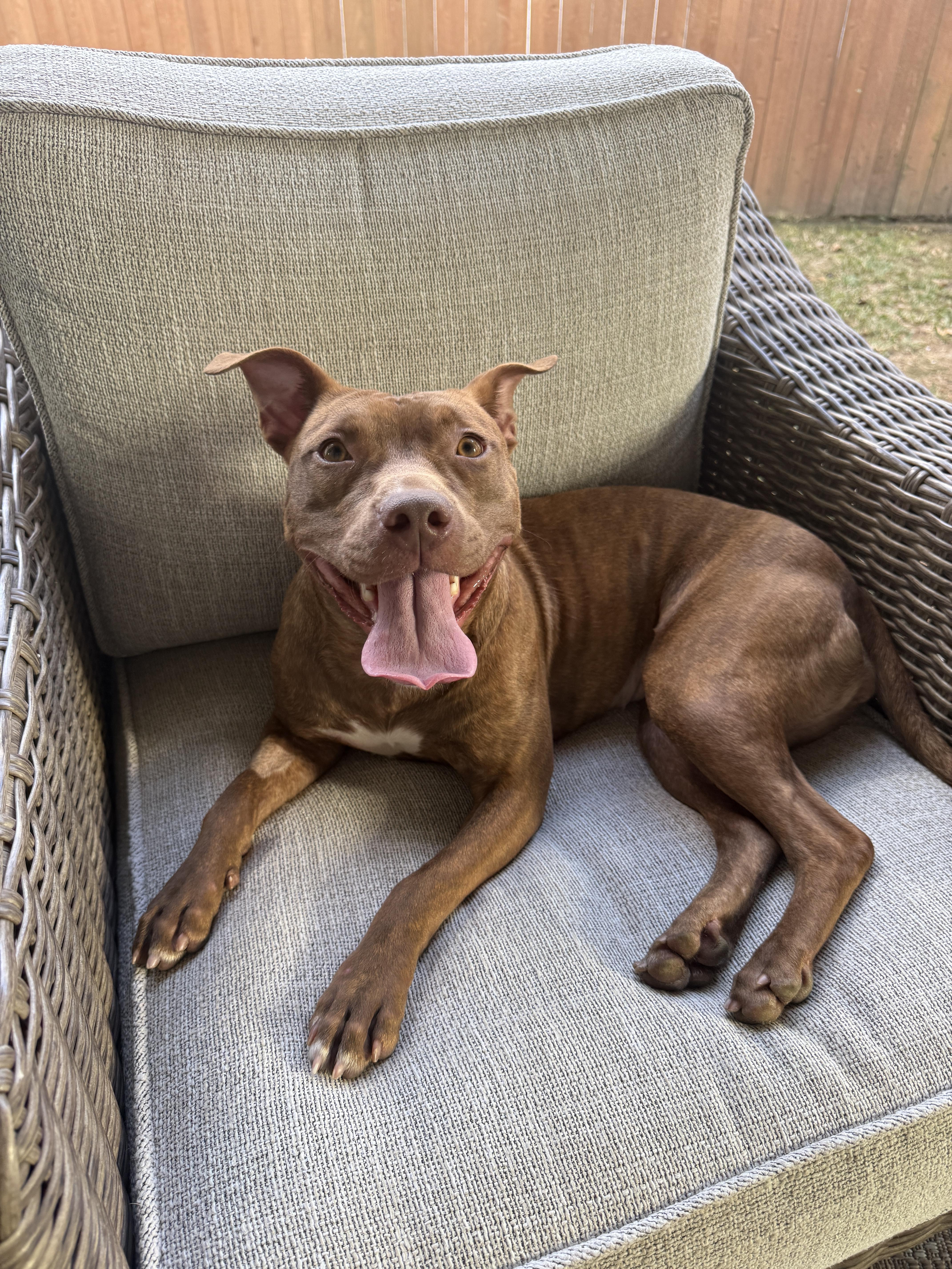 Enlarge Avani, a ADOPTABLE Mixed Breed in Rayne, LA image 3/4