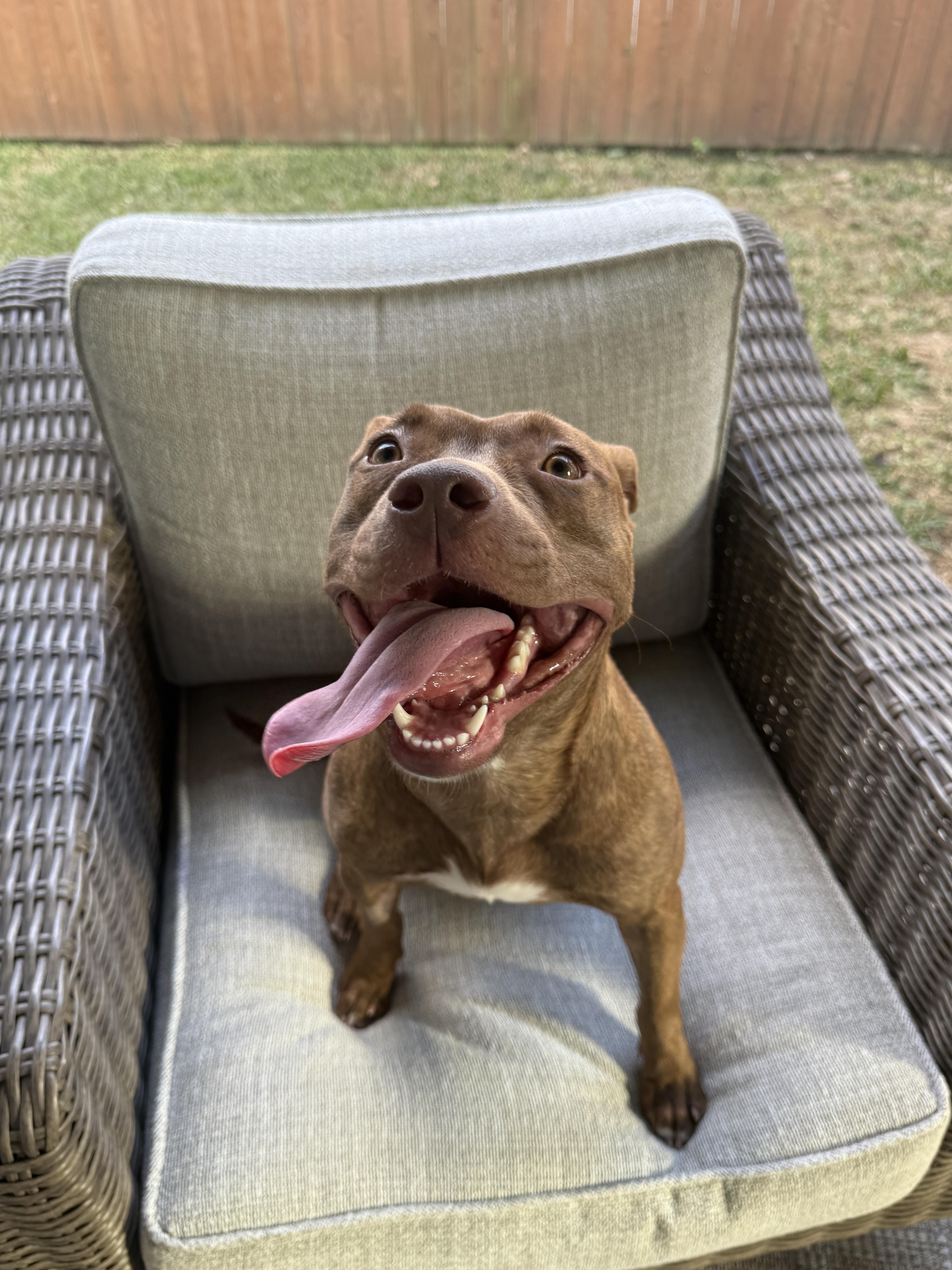 Avani, ADOPTABLE, Adult Female Mixed Breed.