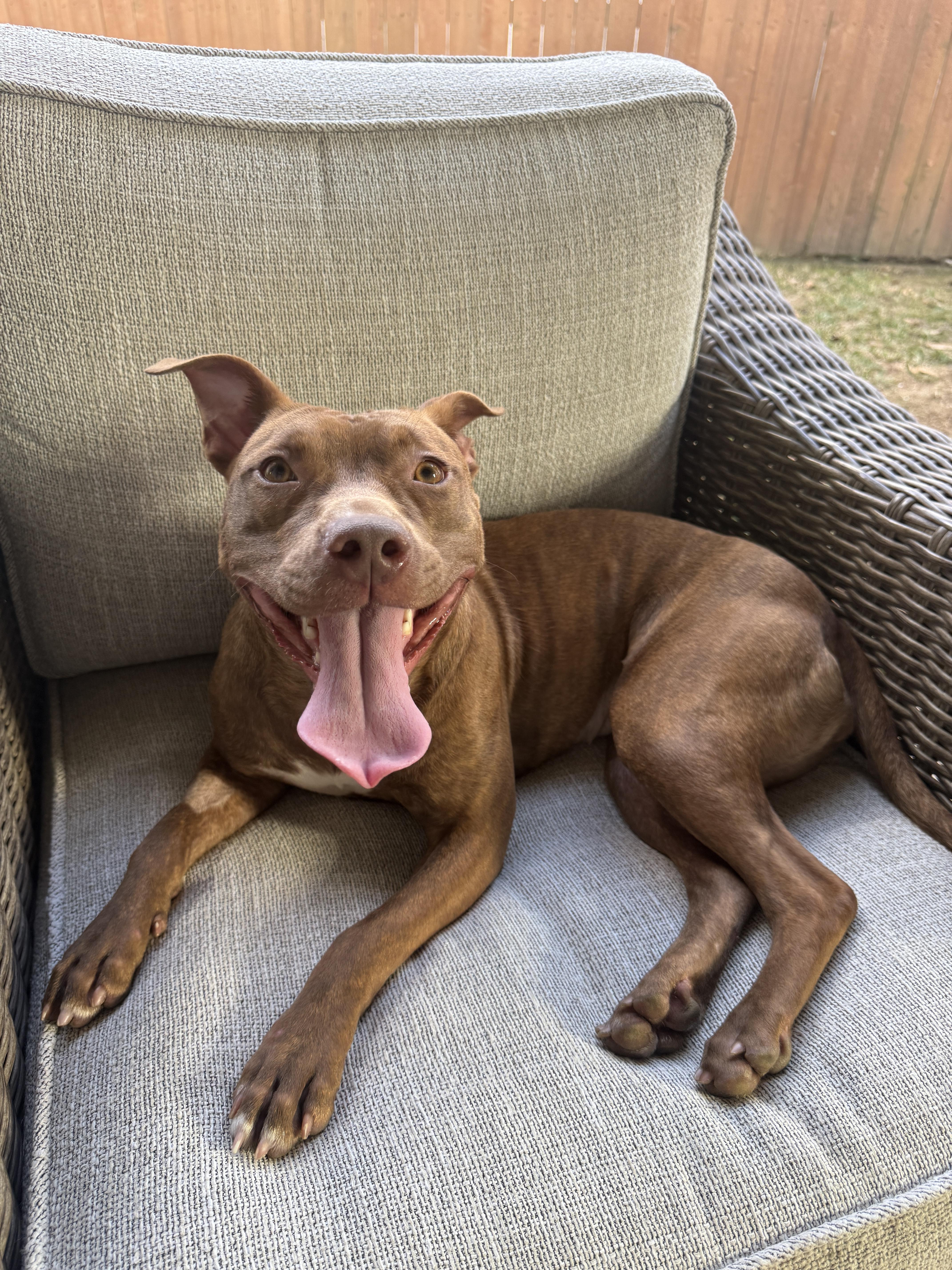 Enlarge Avani, a ADOPTABLE Mixed Breed in Rayne, LA image 4/4