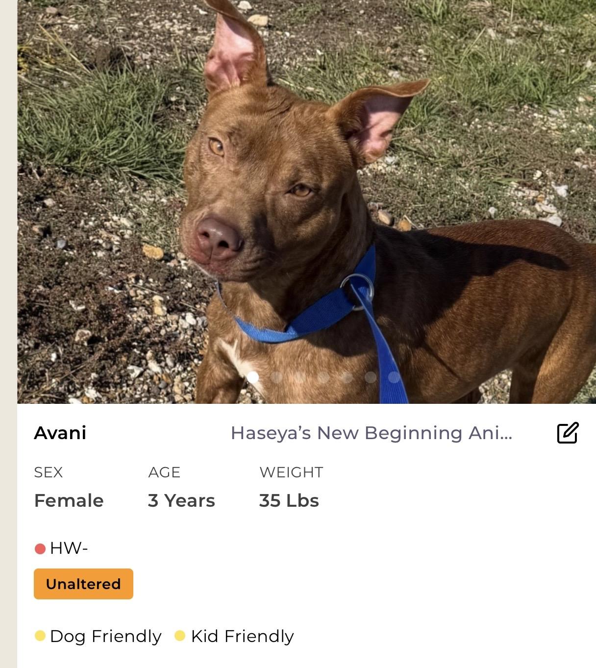 Enlarge Avani, a ADOPTABLE Mixed Breed in Rayne, LA image 2/4
