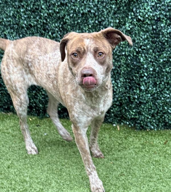 Gracie Lou, Adoptable, Adult Female Australian Cattle Dog / Blue Heeler & German Shorthaired Pointer.