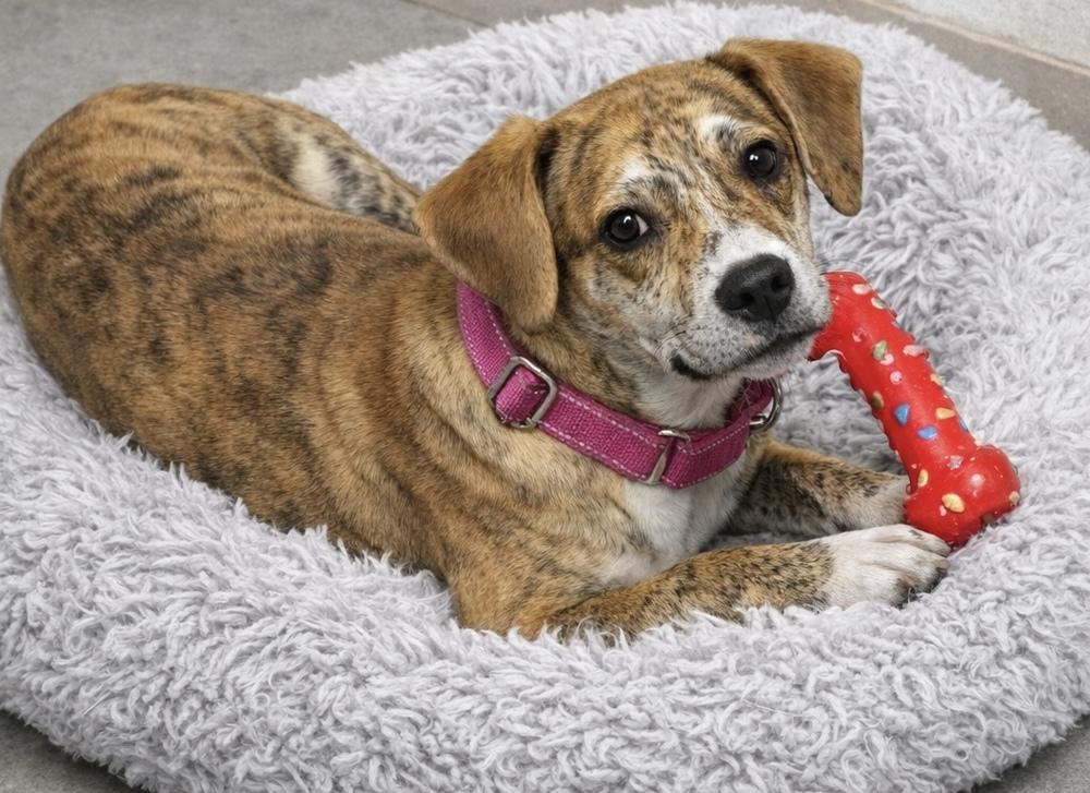 Creme Brulee, Adopted, Adult Female Mixed Breed.