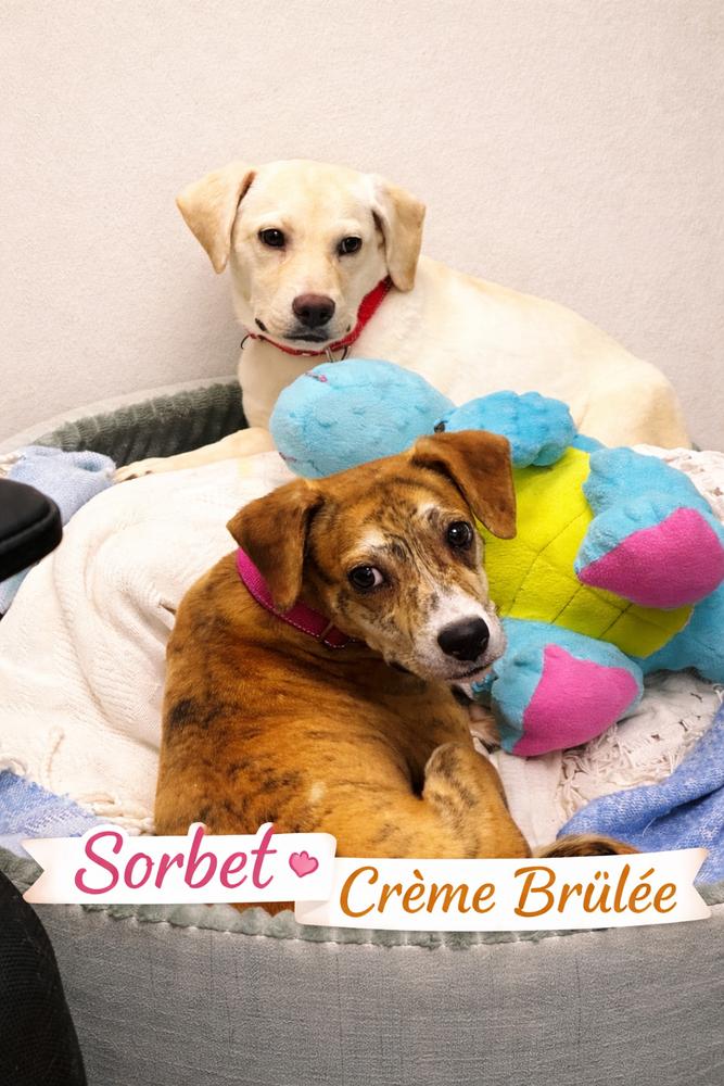 Enlarge Creme Brulee, a Adopted mixed breed in Evansville, IN image 2/3