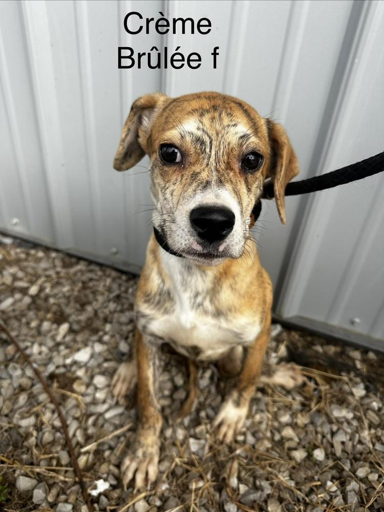 Enlarge Creme Brulee, a Adopted mixed breed in Evansville, IN image 3/3