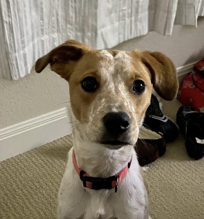 Bailey, Adoptable, Adult Female Australian Cattle Dog / Blue Heeler & Australian Kelpie.