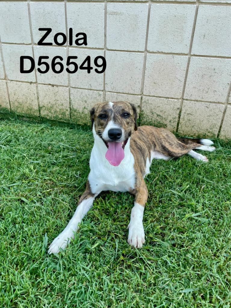 Zola, Adoptable, Young Female Mixed Breed.