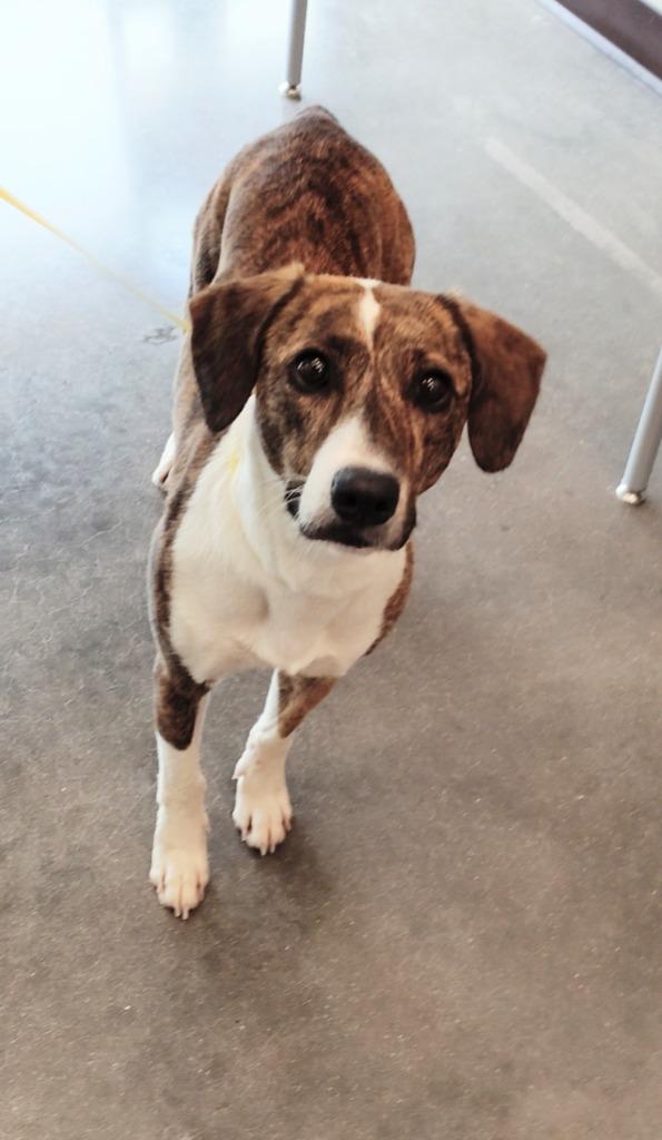 Enlarge Zola, a Adoptable Mixed Breed in Clarksville, TN image 2/2
