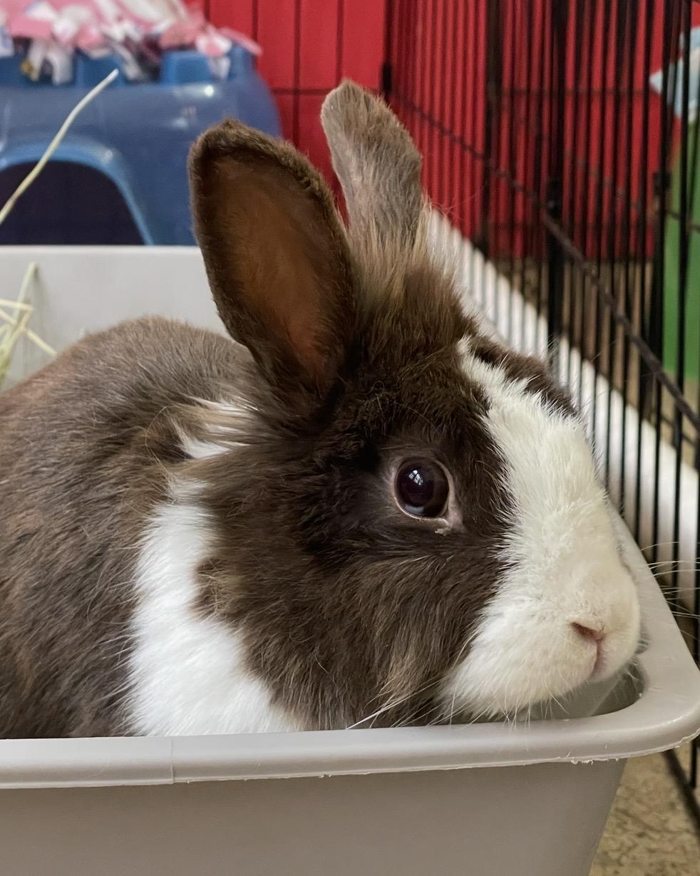 Mizuki, ADOPTABLE, Young Female Lionhead & Dutch.