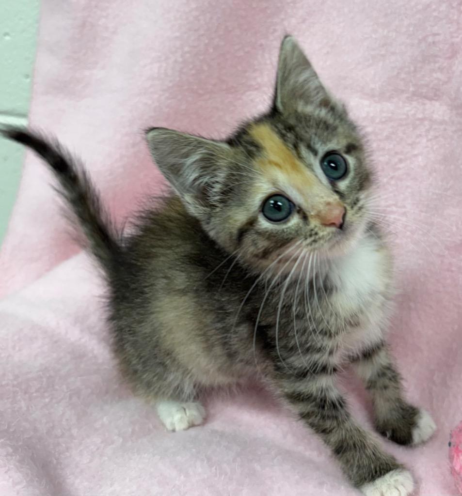 Enlarge Philippa / AC 27930 A, a Adoptable mixed breed in Greeneville, TN image 1/2
