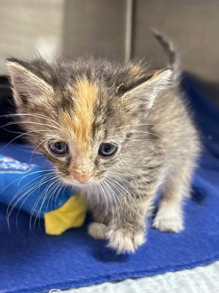 Enlarge Philippa / AC 27930 A, a Adoptable mixed breed in Greeneville, TN image 2/2