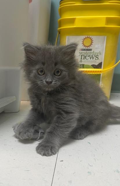 Enlarge Winston Furchill, a Adopted Domestic Medium Hair in Findlay, OH image 1/4