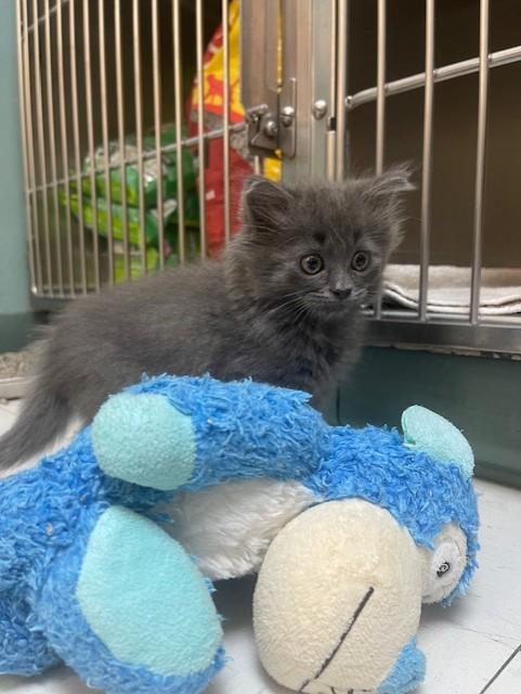 Enlarge Winston Furchill, a Adopted Domestic Medium Hair in Findlay, OH image 2/4