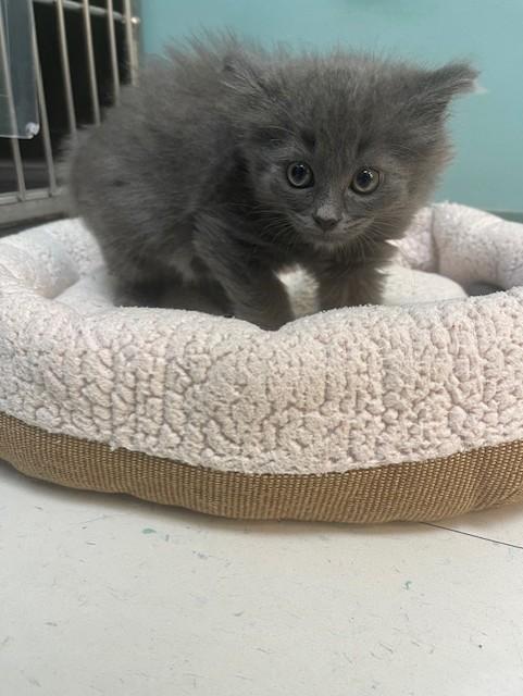 Enlarge Winston Furchill, a Adopted Domestic Medium Hair in Findlay, OH image 3/4