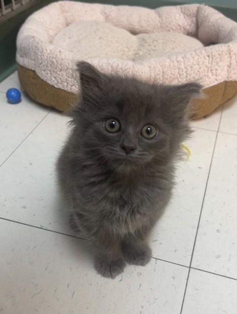 Enlarge Winston Furchill, a Adopted Domestic Medium Hair in Findlay, OH image 4/4