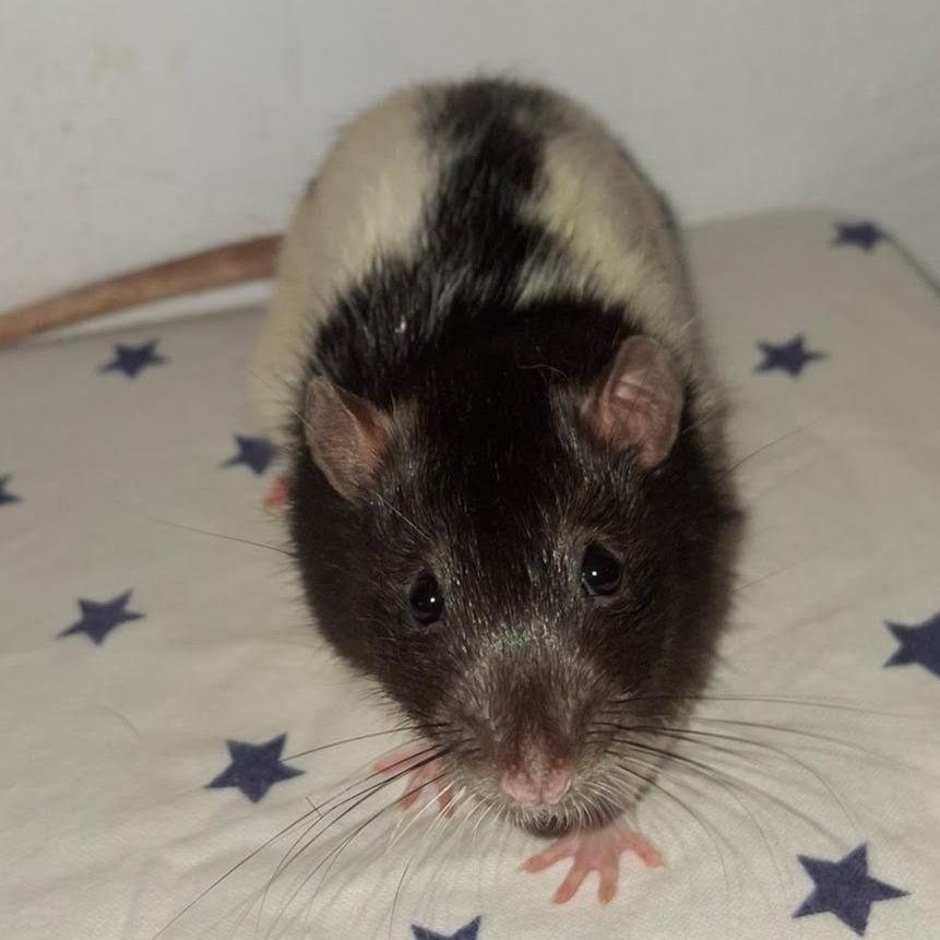 Enlarge Apollo, a Adoptable Rat in Kingman, AZ image 1/2