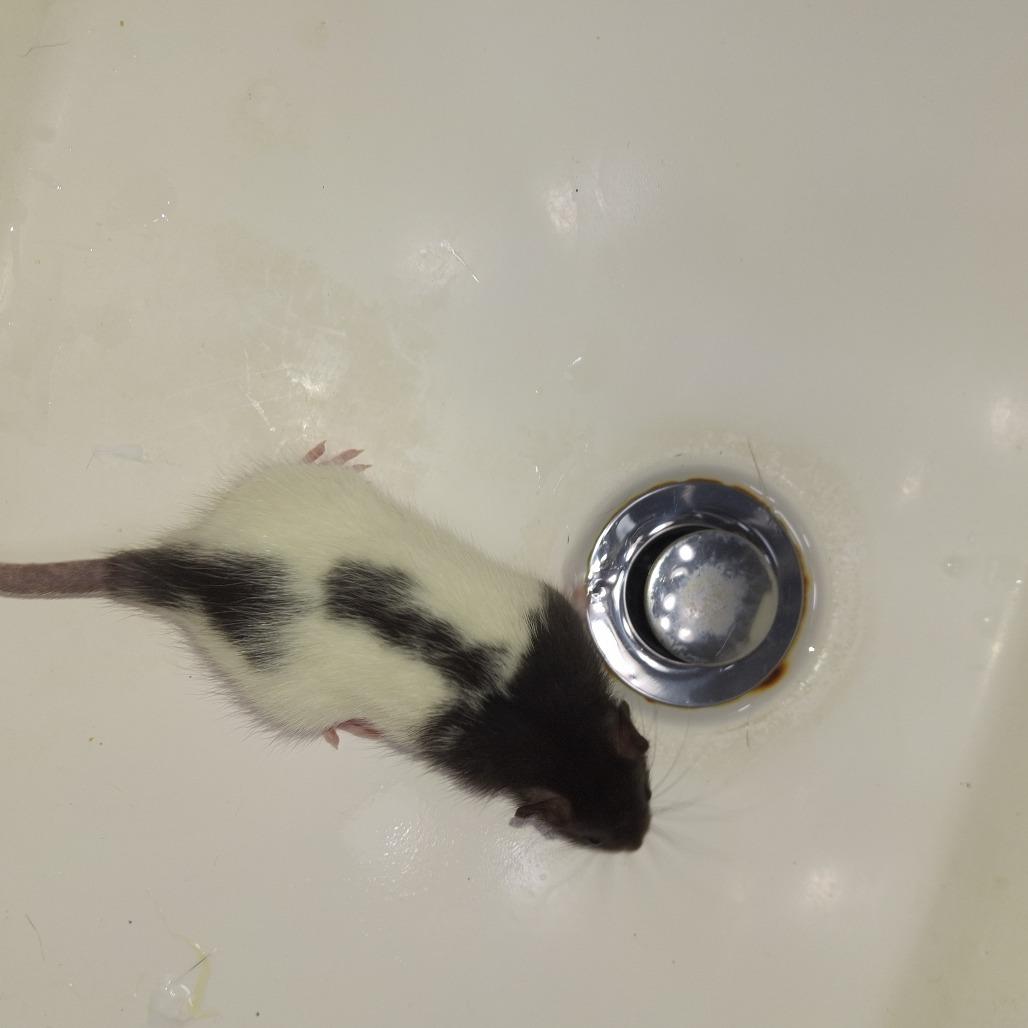 Enlarge Apollo, a Adoptable Rat in Kingman, AZ image 2/2