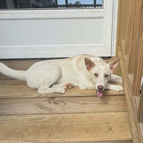 Sally, Adoptable, Puppy Female Siberian Husky & White German Shepherd.