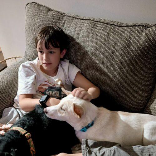 Enlarge Sally, a Adoptable mixed breed in Wilmington, NC image 3/6