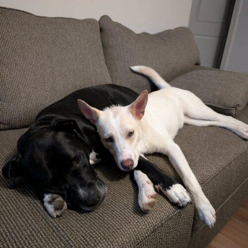 Enlarge Sally, a Adoptable mixed breed in Wilmington, NC image 4/6