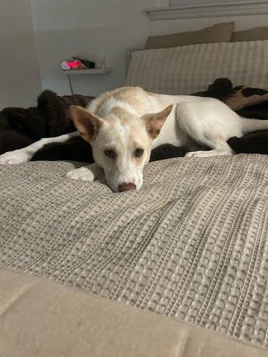 Sally, Adoptable, Young Female Siberian Husky & Mixed Breed.