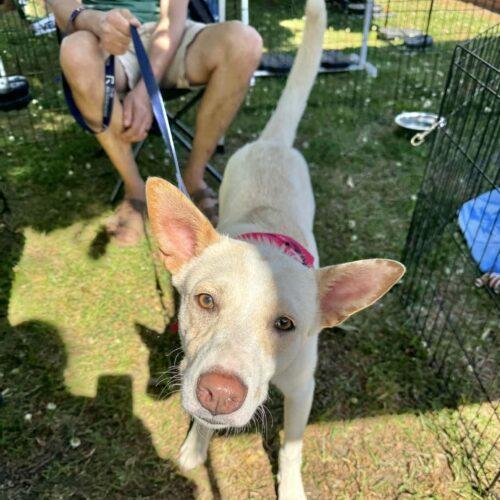 Enlarge Sally, a Adoptable mixed breed in Wilmington, NC image 6/6