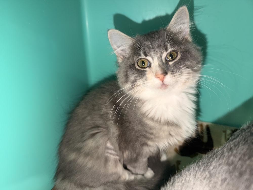 **Cat Cafe** Pom Pom, Adoptable, Kitten Female Domestic Medium Hair.