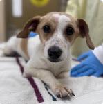 Billie, a Adopted mixed breed in Holly Springs, NC image 3/3
